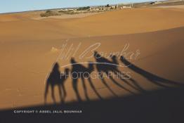 Image du Maroc Professionnelle de  L'ombre d'une caravane avec son guide et ses touristes au lever du soleil sur les dunes de sable du Sahara à Merzouga dans la région de Drâa-Tafilalet au Sud Est du Maroc, le long de ce que l'on appelle la route des mille kasbahs, Dimanche 5 mars 2017. De nombreux touristes visitent les dunes de Merzouga à l’aube pour contempler la beauté du lever du soleil sur les dunes de sable du Sahara. (Photo / Abdeljalil Bounhar 